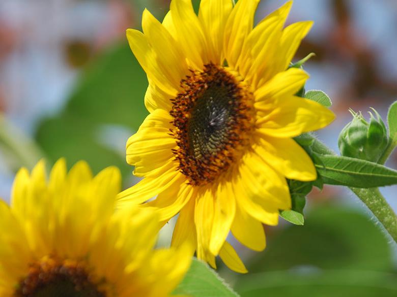 Bright Yellow Flowers on Campus